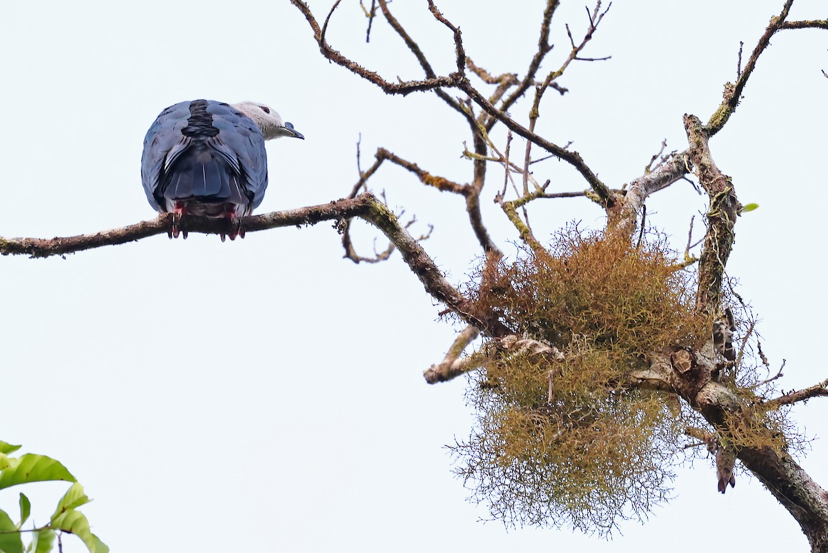 Pacific Imperial-Pigeon - ML609060237