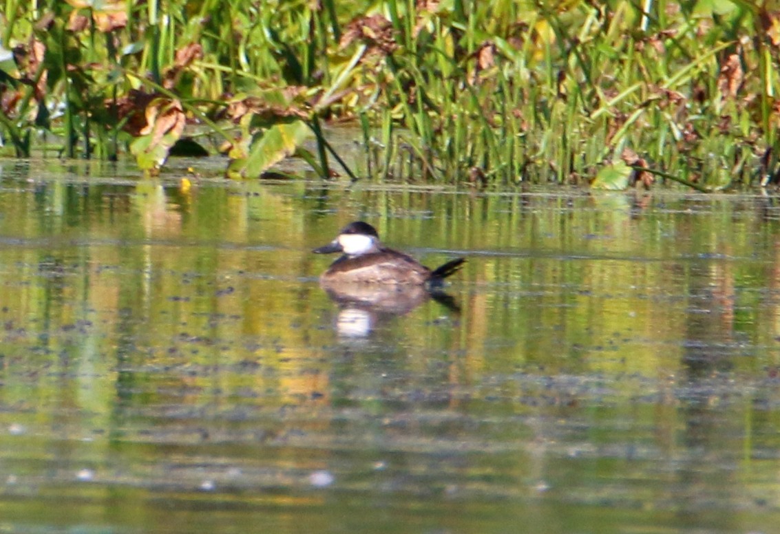 Ruddy Duck - ML609060266