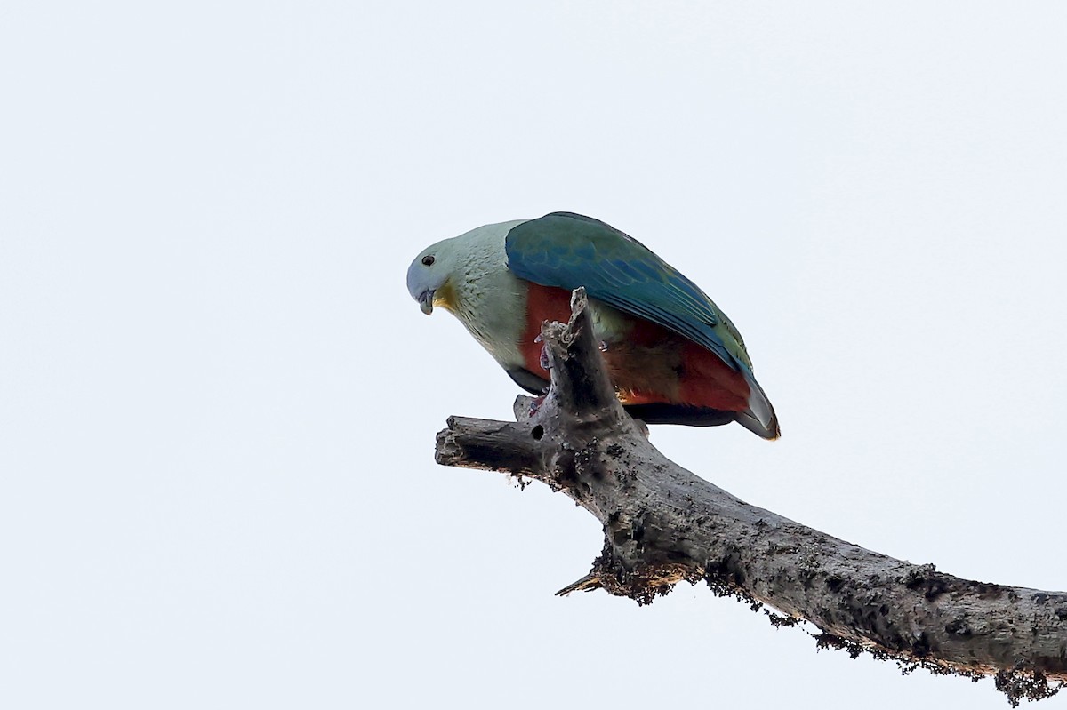 Silver-capped Fruit-Dove - ML609060276