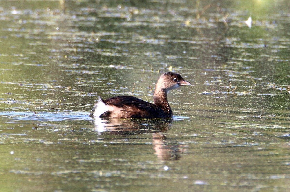 Pied-billed Grebe - Daniel Emlin