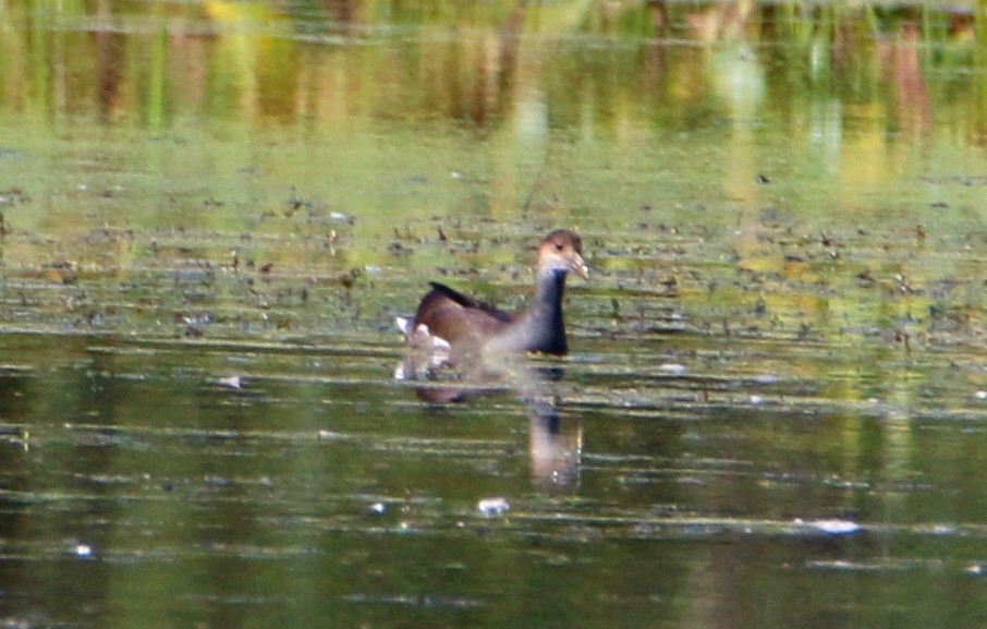 Common Gallinule - ML609060328