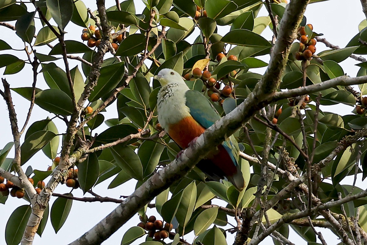 Silver-capped Fruit-Dove - ML609060379
