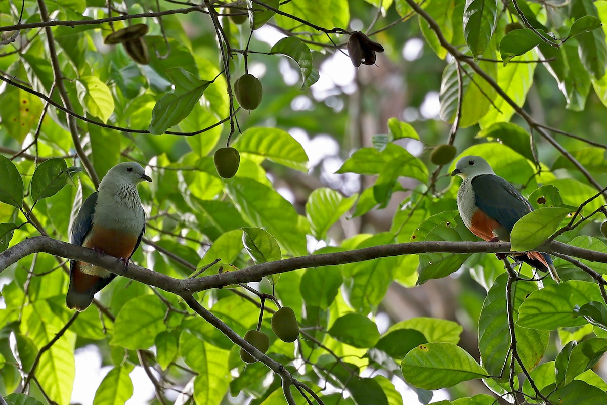 Silver-capped Fruit-Dove - ML609060484