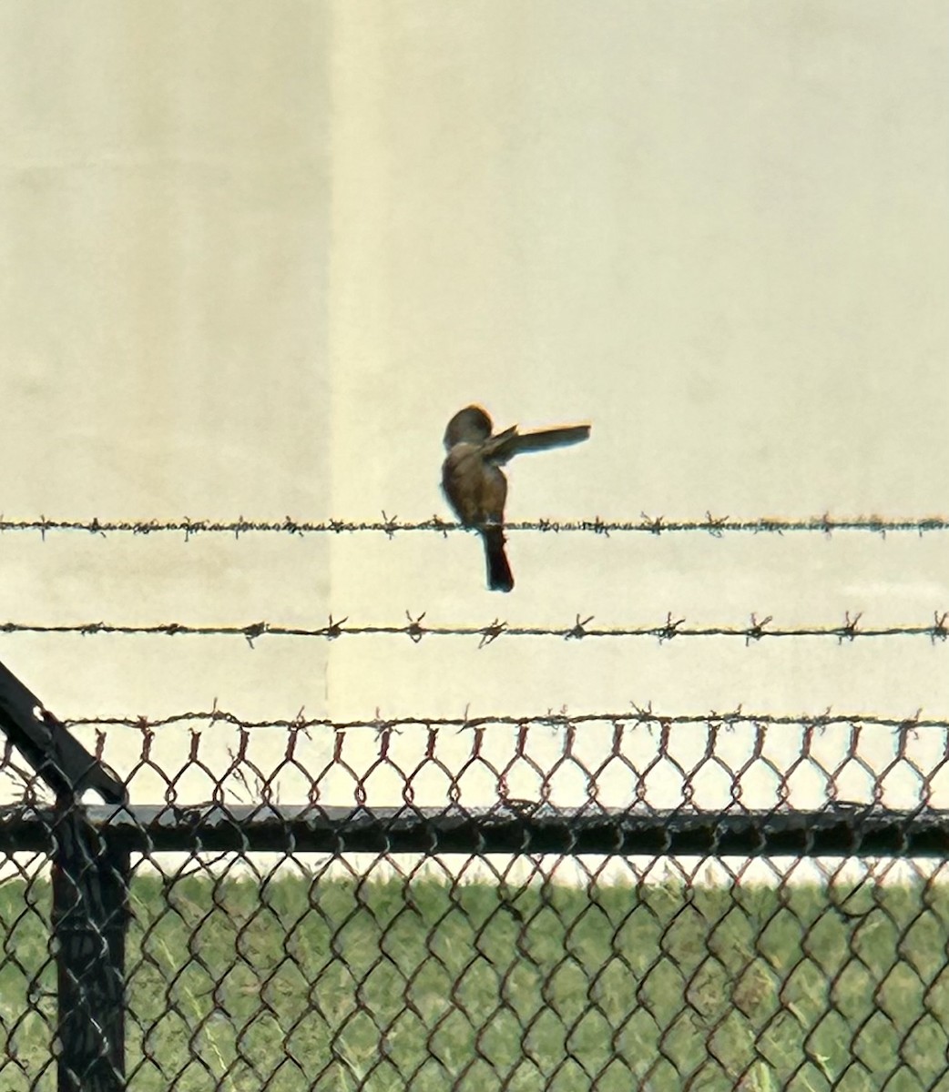 Say's Phoebe - ML609060555