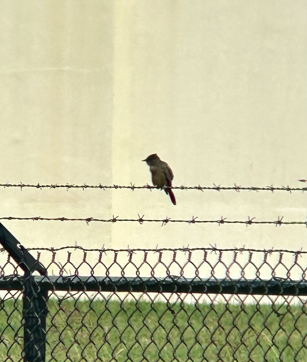 Say's Phoebe - ML609060556