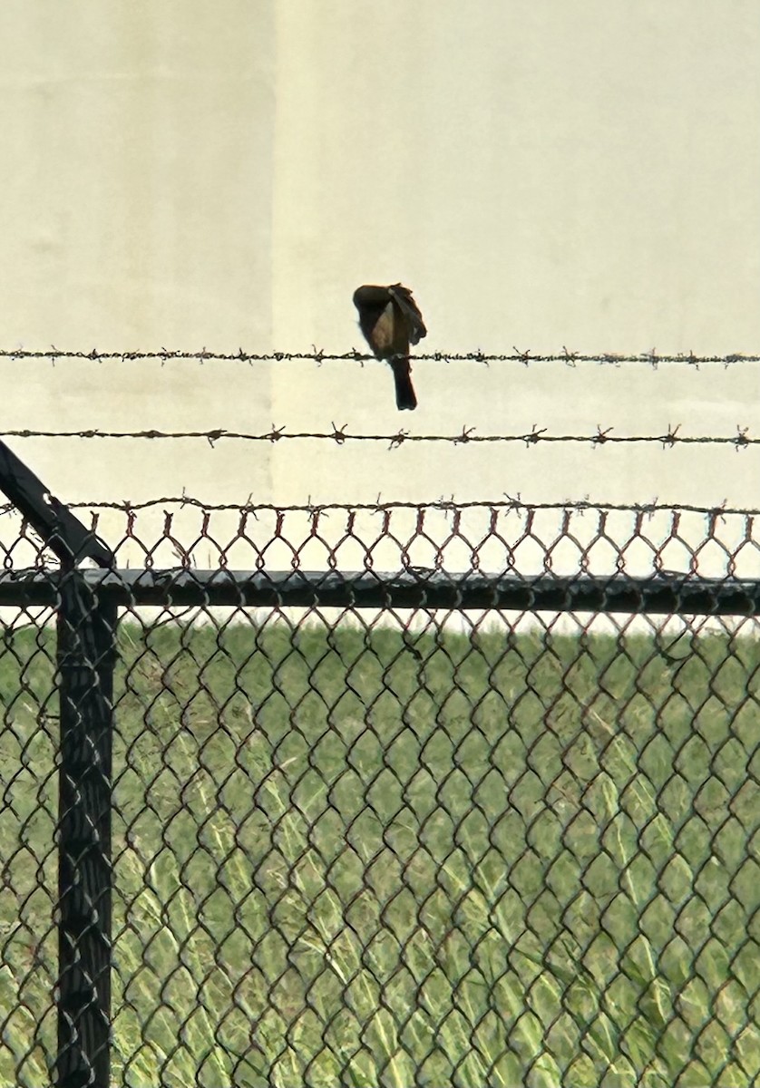 Say's Phoebe - ML609060557