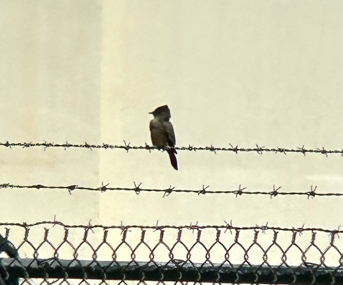 Say's Phoebe - ML609060558