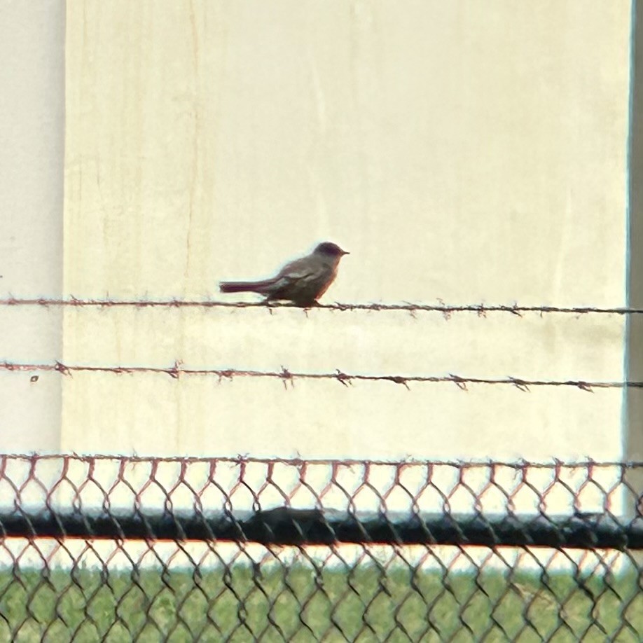 Say's Phoebe - ML609060559