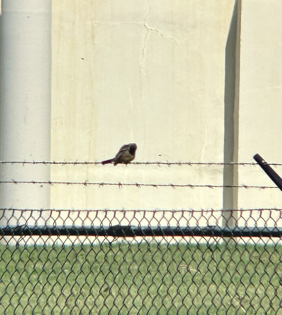 Say's Phoebe - ML609060560