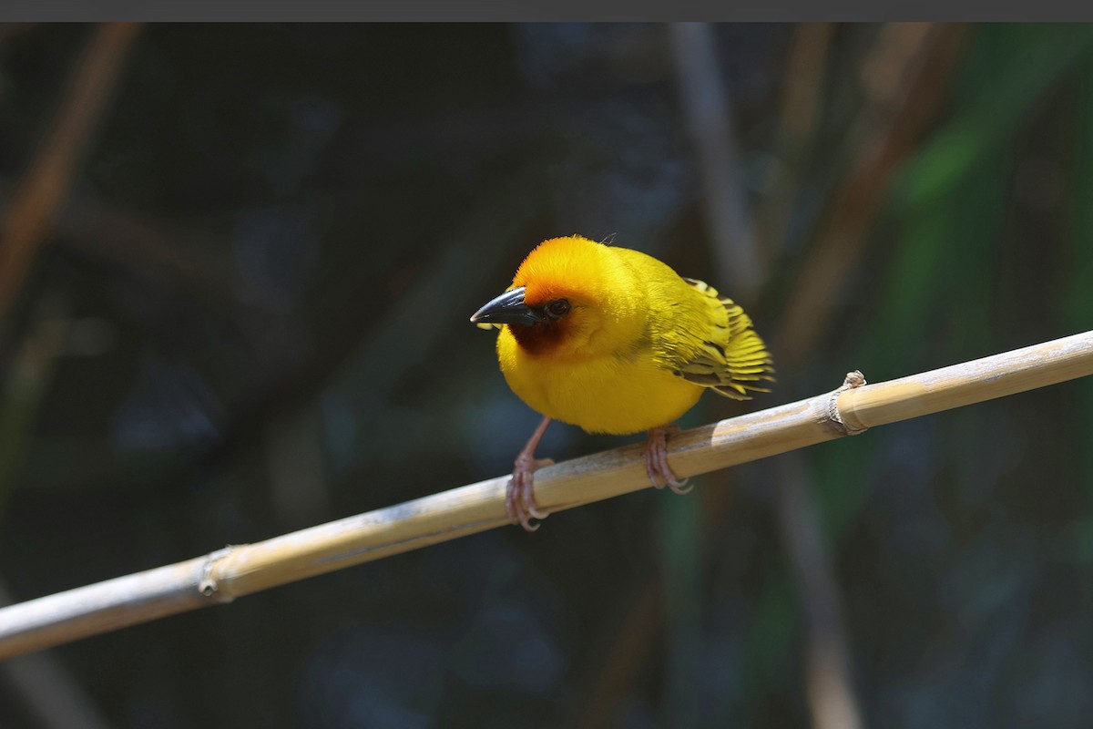 Southern Brown-throated Weaver - Charley Hesse TROPICAL BIRDING