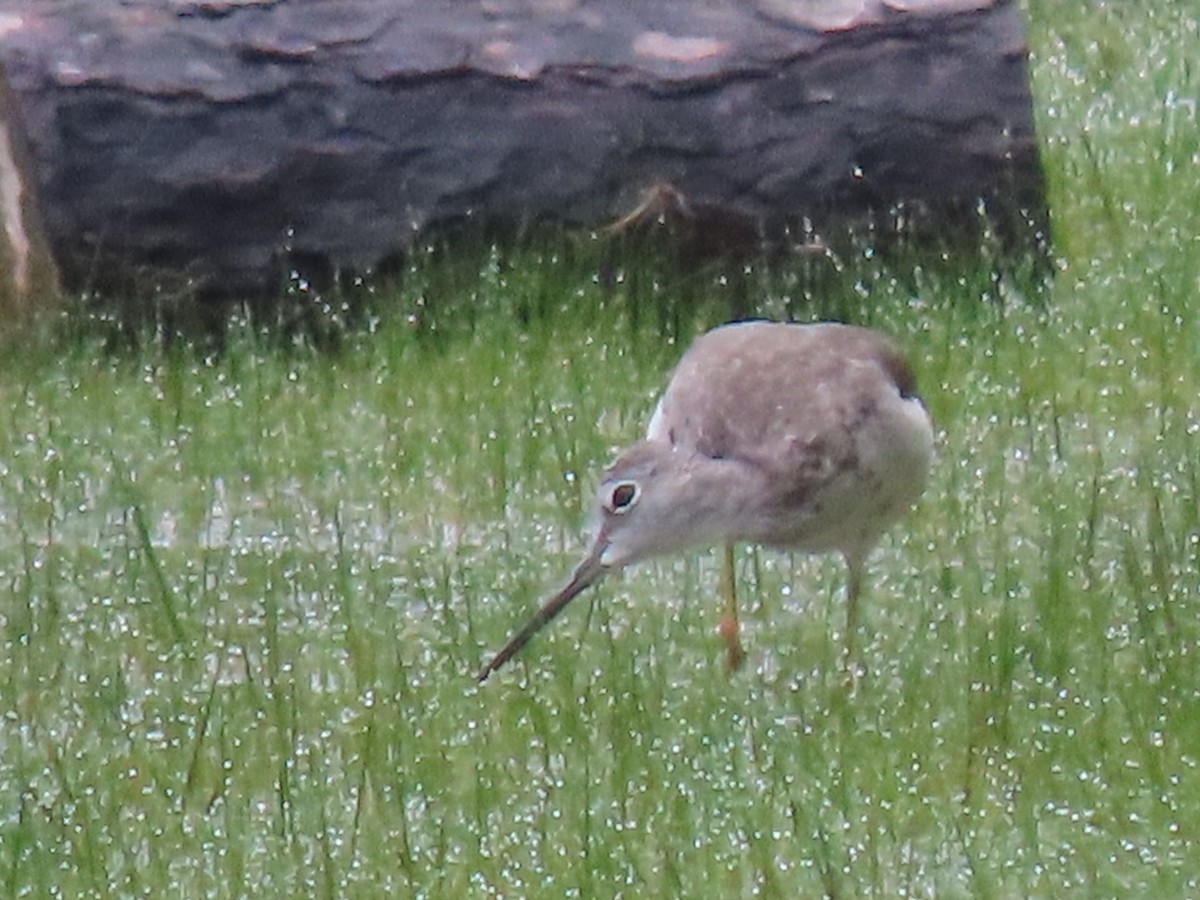 Greater Yellowlegs - ML609060811