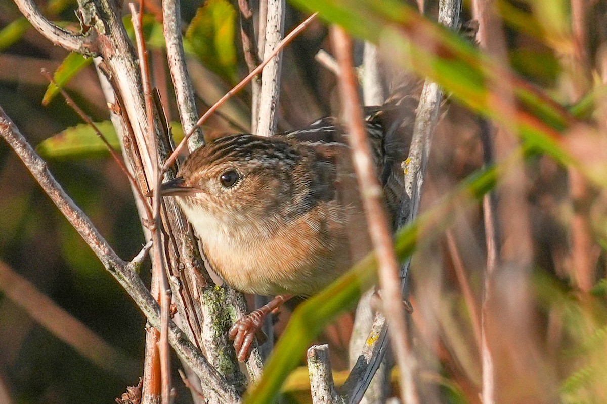 Sedge Wren - ML609061035