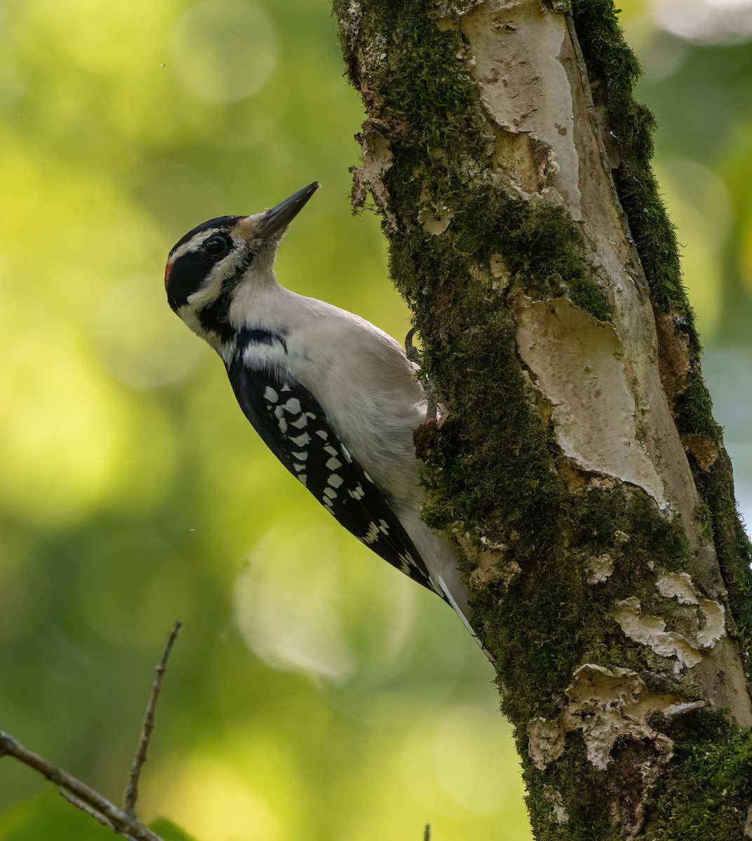 Hairy Woodpecker - ML609061167
