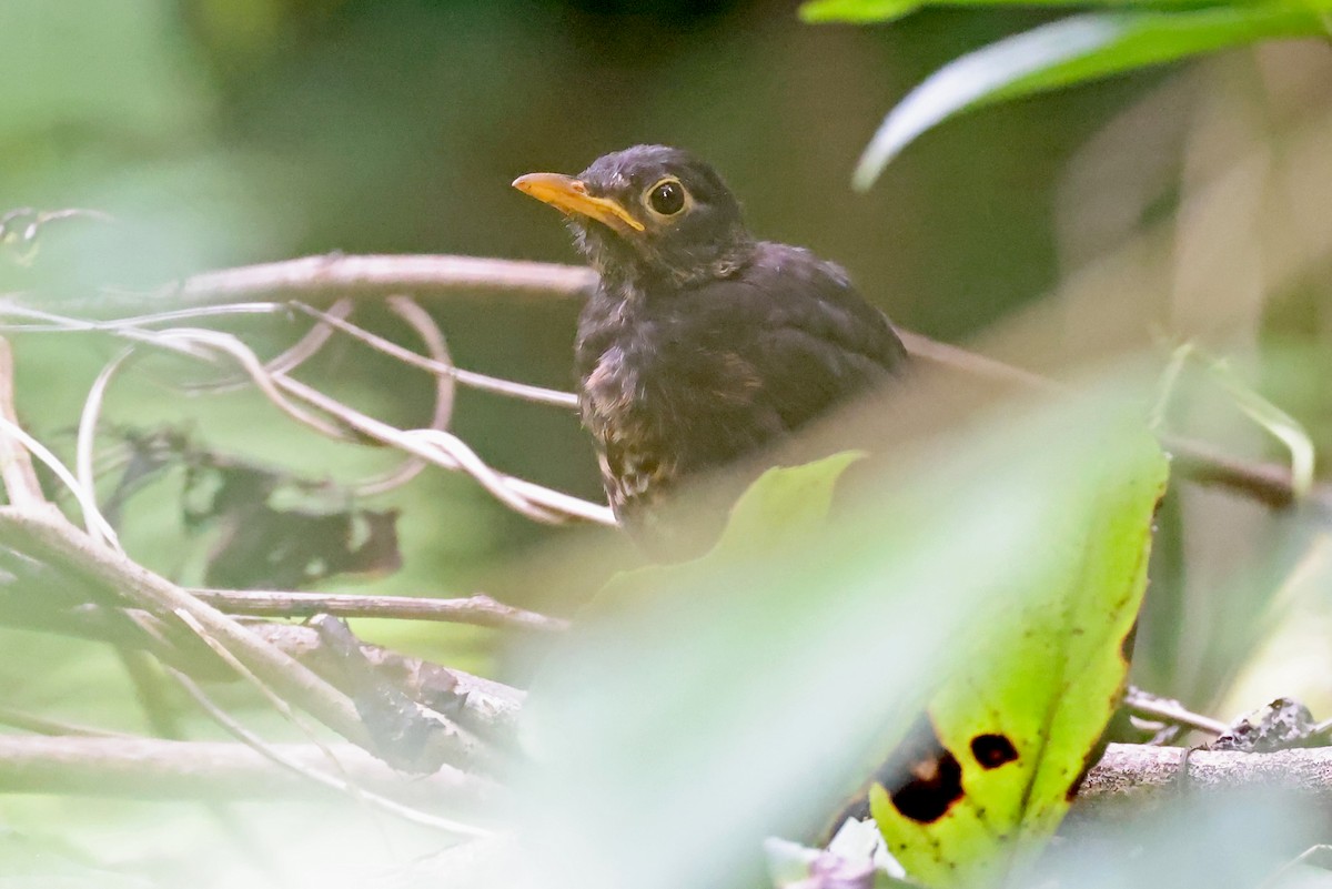 Island Thrush - ML609061277