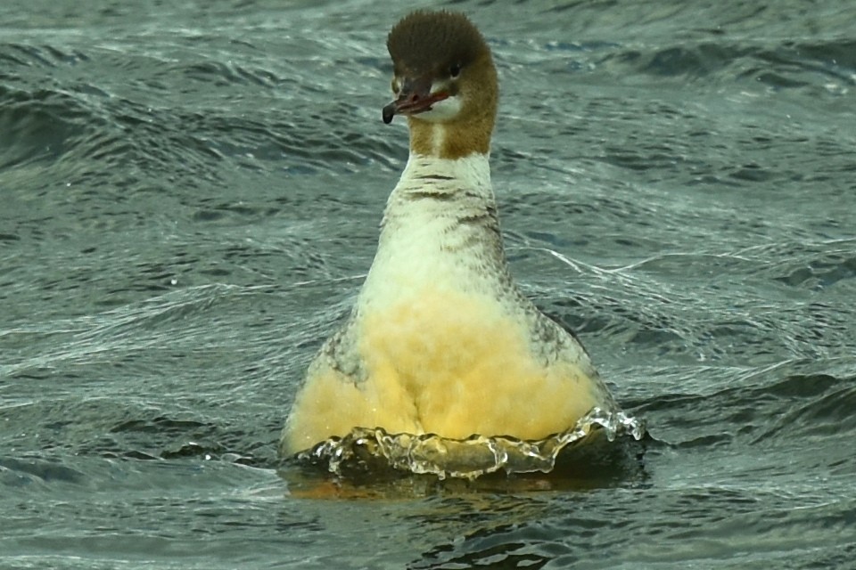 Common Merganser - ML609062018