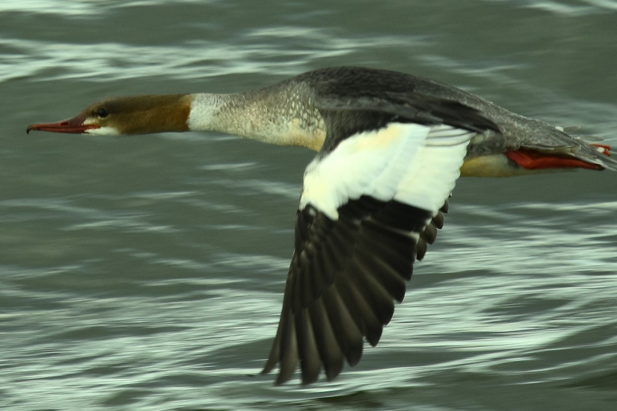 Common Merganser - ML609062037