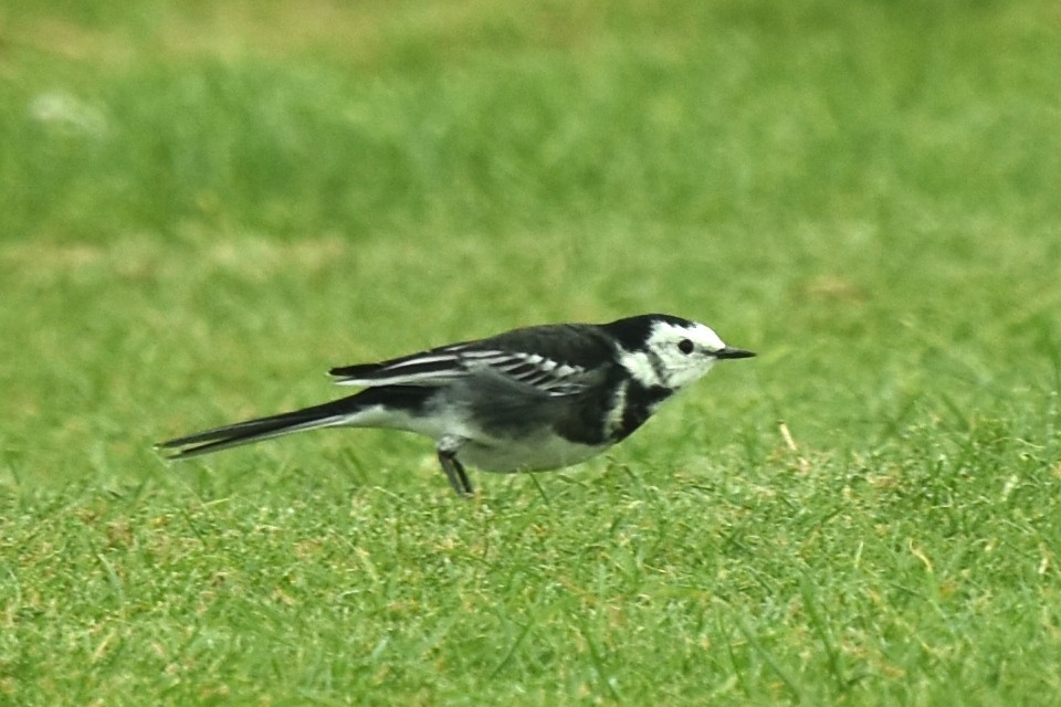 White Wagtail - Blair Whyte