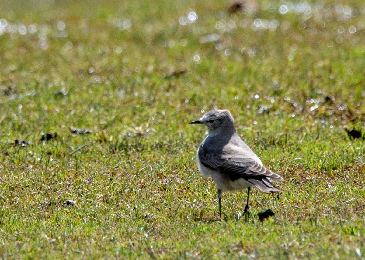 Ochre-naped Ground-Tyrant - ML609062142