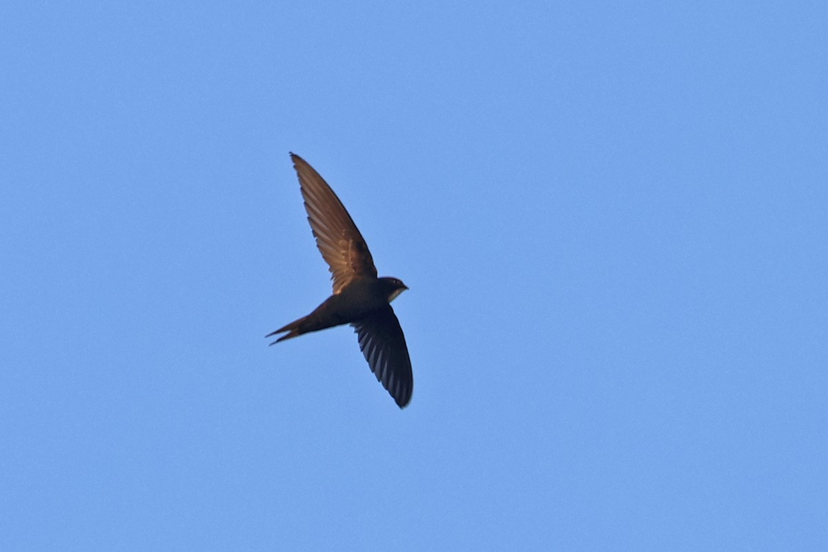 White-rumped Swift - ML609062194