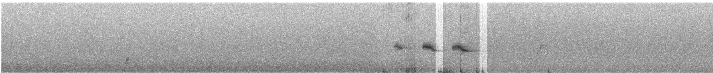 javasanger (timorensis) (mustissanger) - ML609062206