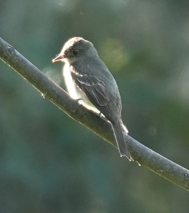 Eastern Wood-Pewee - ML609062307