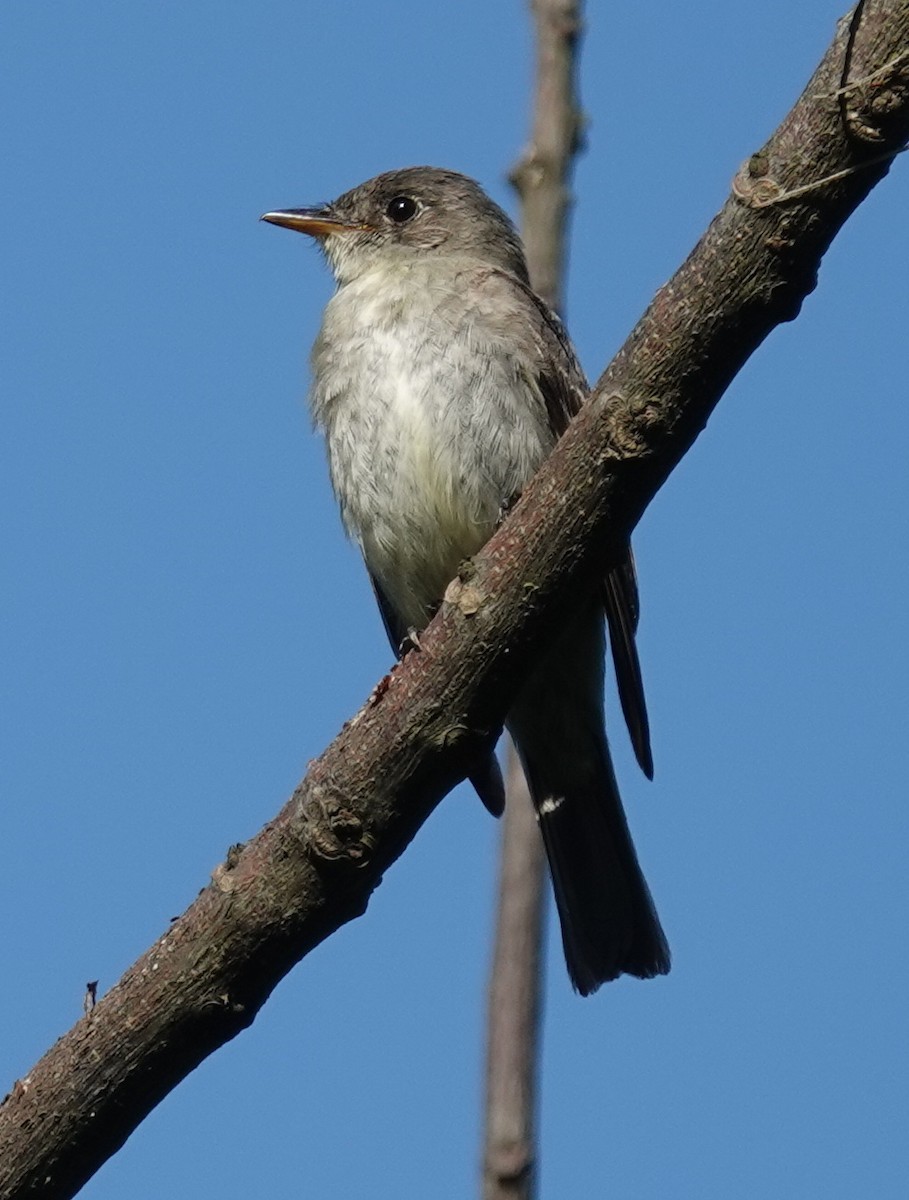 Eastern Wood-Pewee - ML609062309