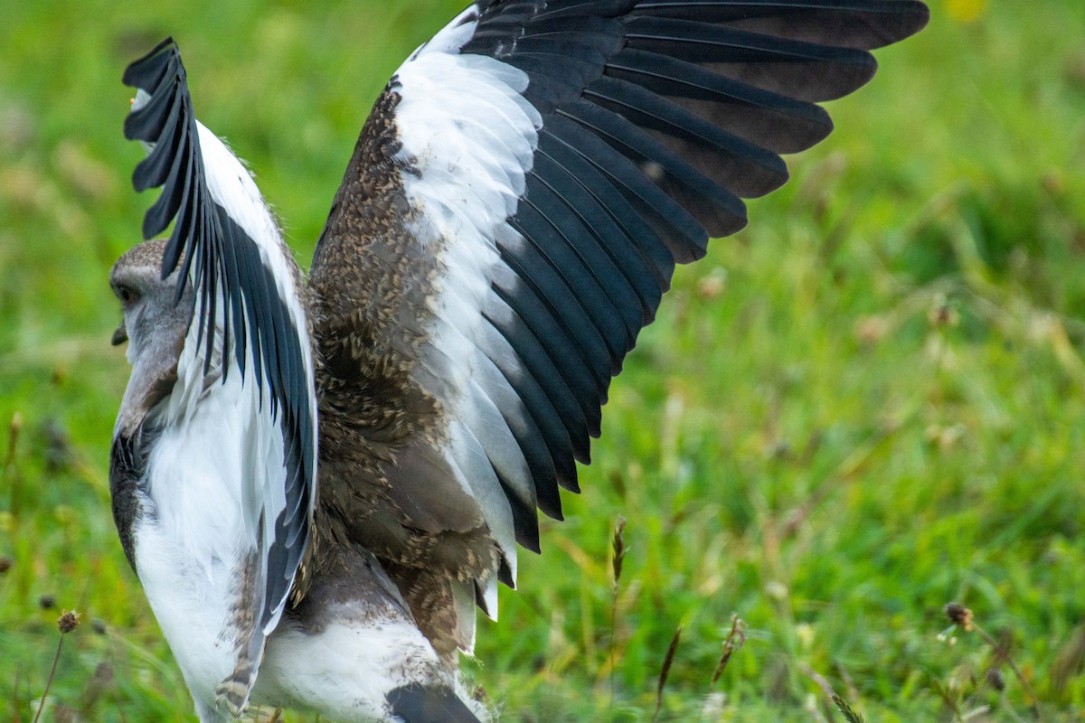 Southern Lapwing - ML609062520