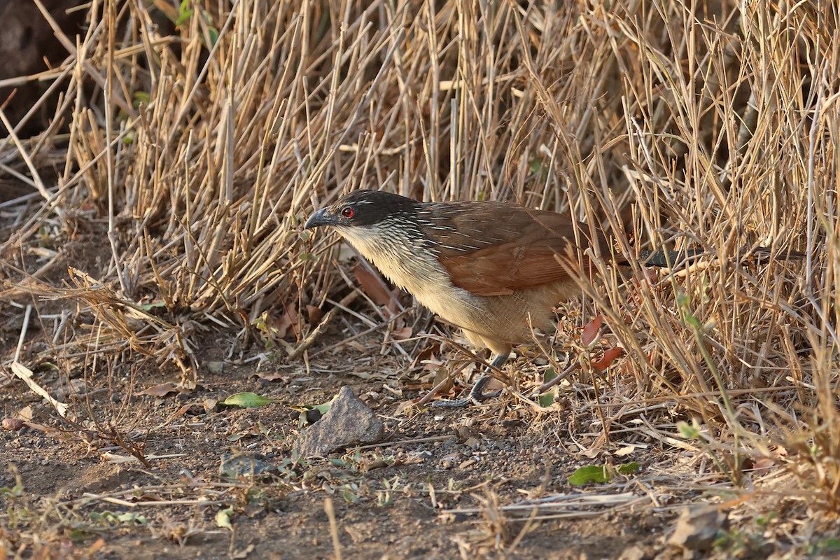 White-browed Coucal (Burchell's) - ML609062655