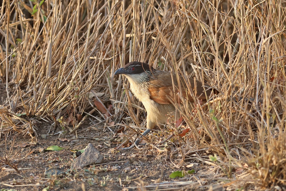 White-browed Coucal (Burchell's) - ML609062656