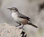 Rock Wren - ML609062673