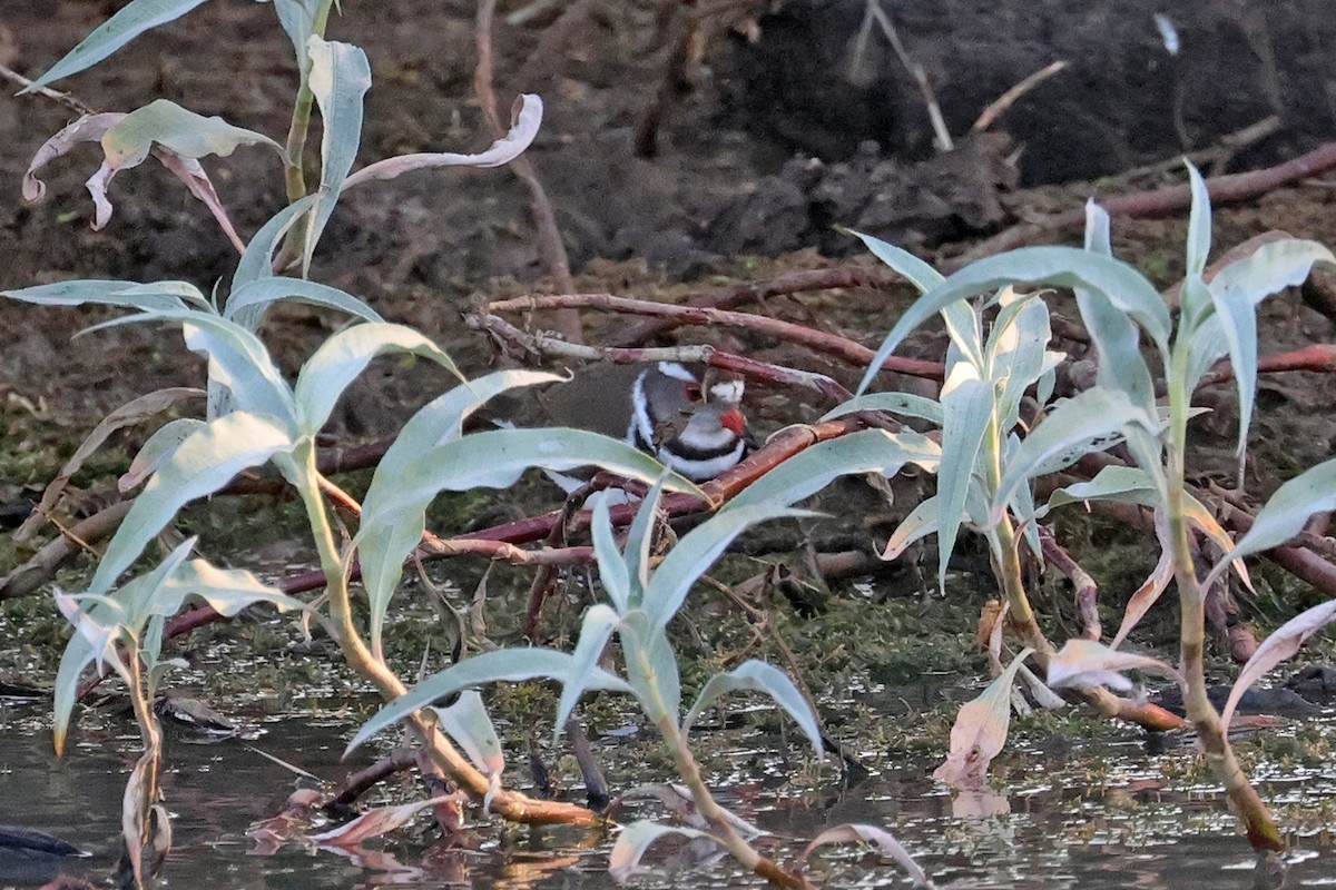 Three-banded Plover (African) - ML609062710