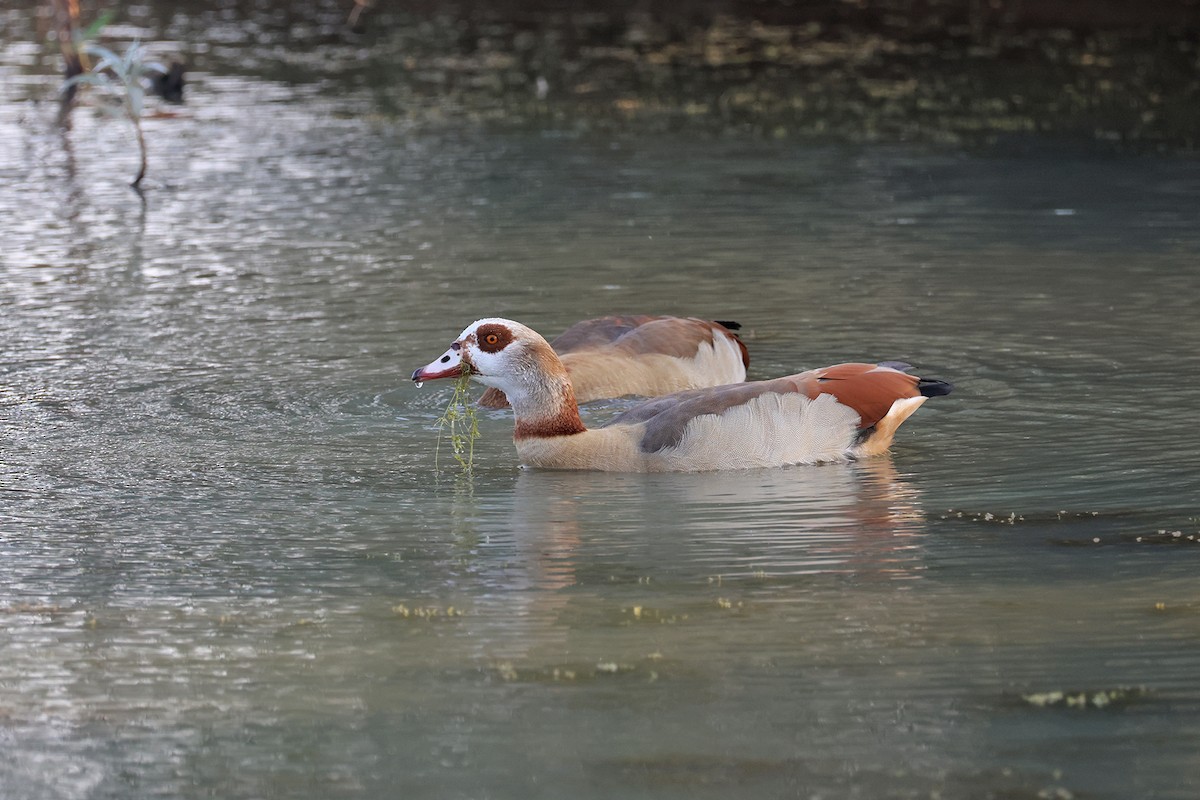 Egyptian Goose - ML609062724