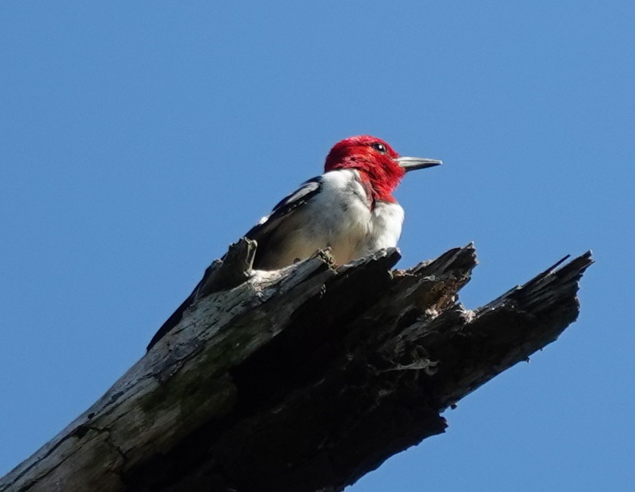 Red-headed Woodpecker - ML609063204