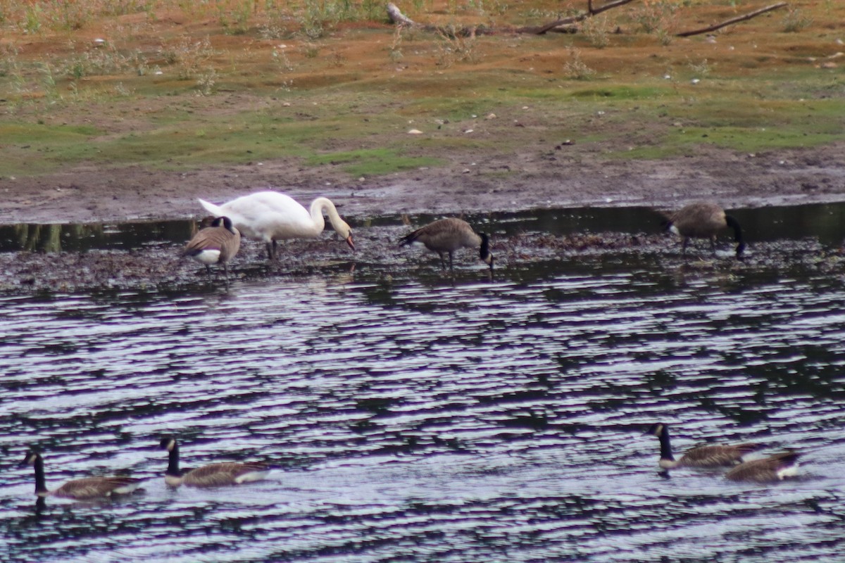 Mute Swan - ML609063478