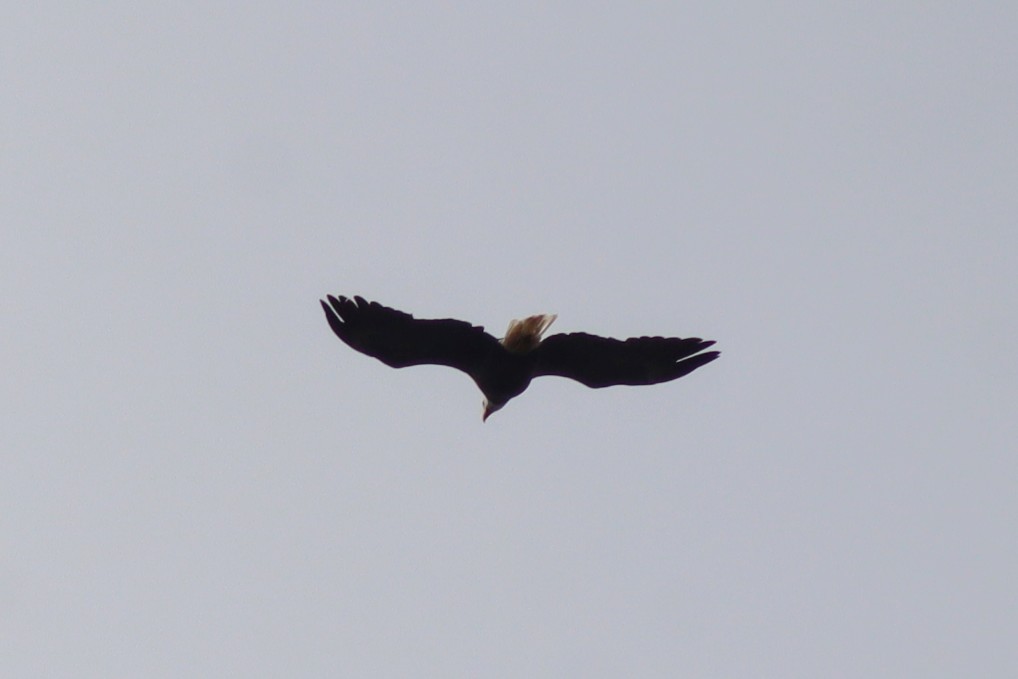 Bald Eagle - James Teitgen