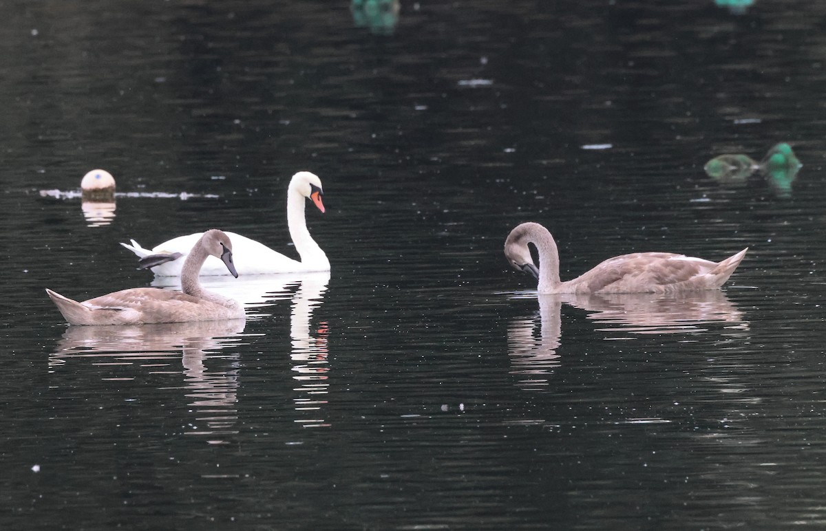 Mute Swan - Pam Rasmussen