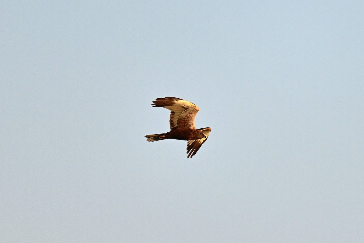 Western Marsh Harrier - ML609063958