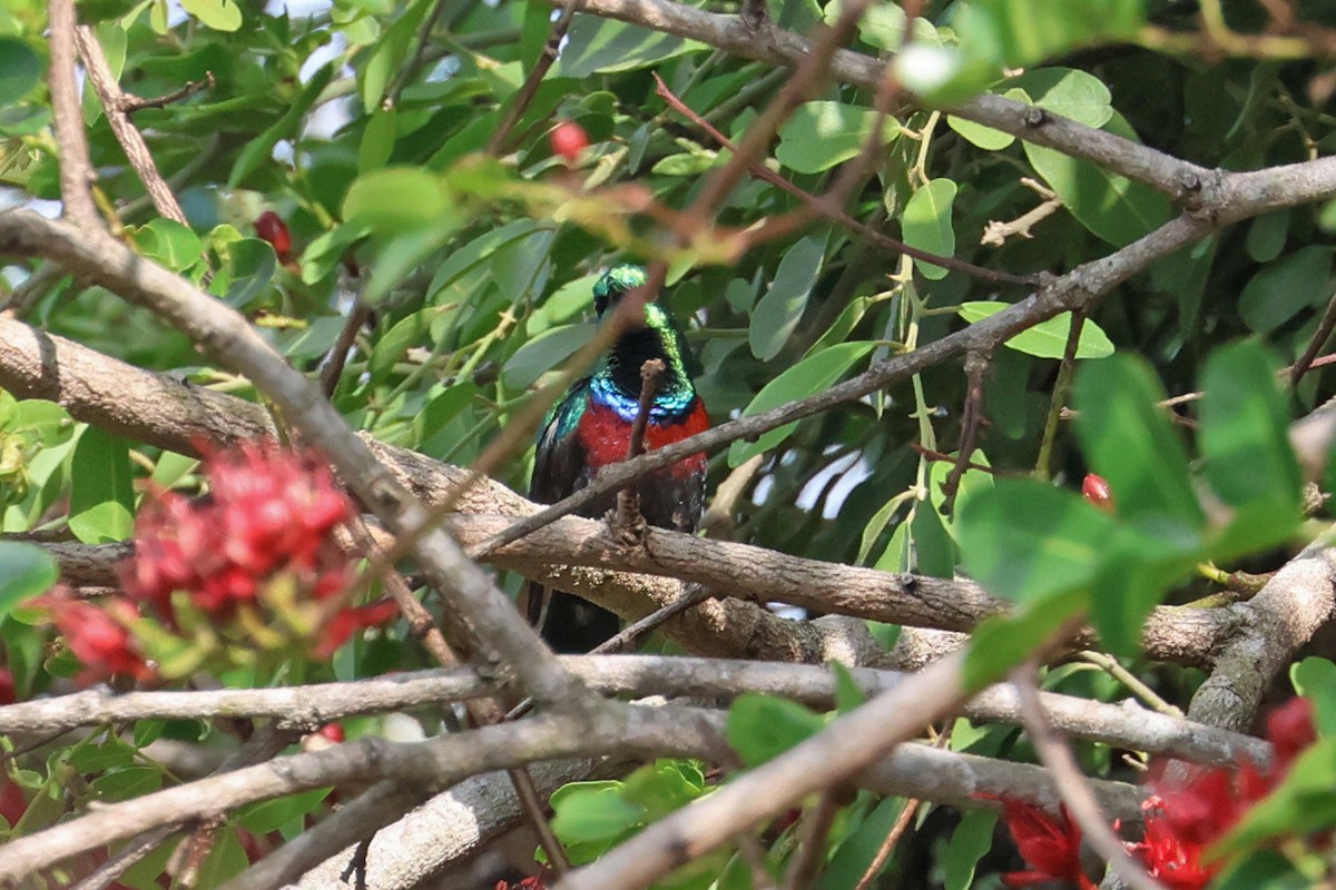 Neergaard's Sunbird - ML609064424