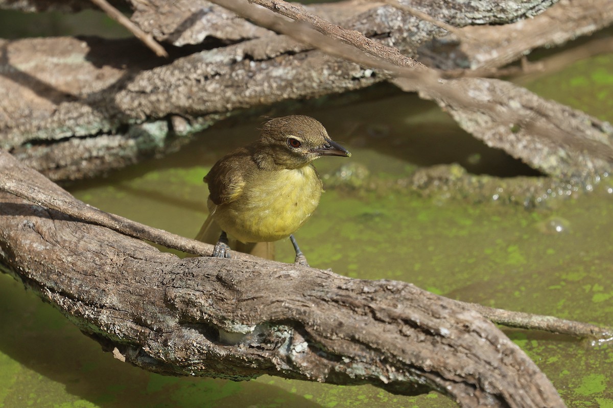 Yellow-bellied Greenbul - Charley Hesse TROPICAL BIRDING