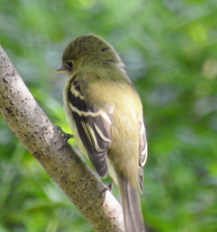 Yellow-bellied Flycatcher - John Finch