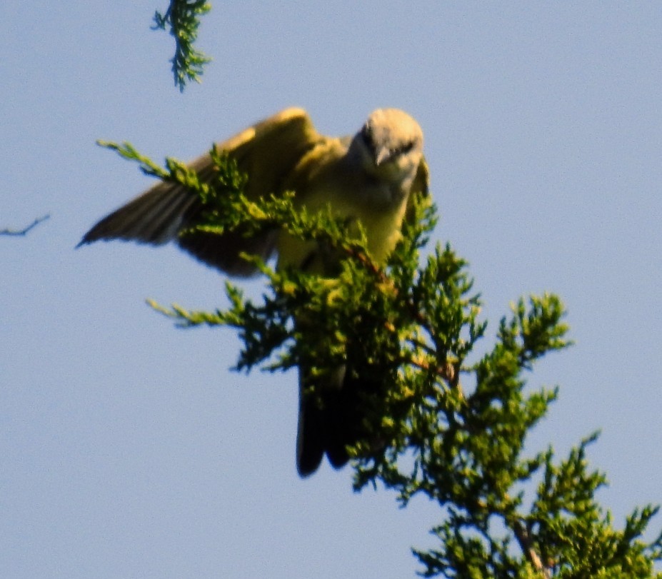 Western Kingbird - ML609064826