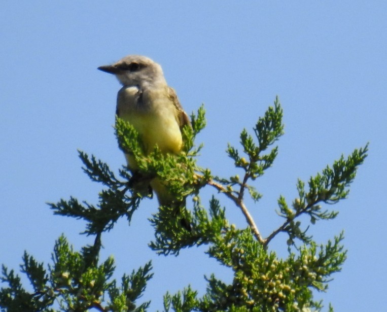 Western Kingbird - ML609064827