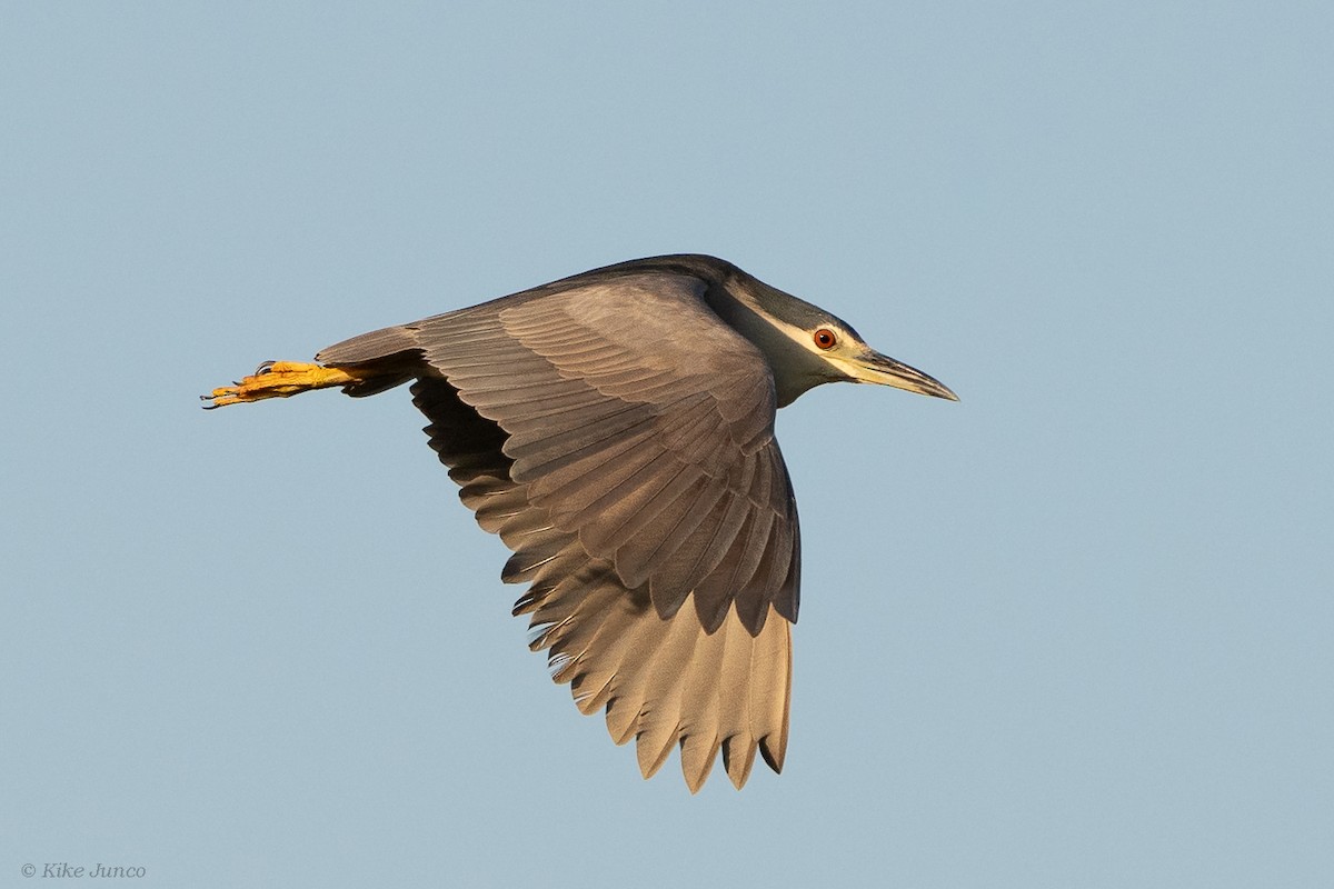 Black-crowned Night Heron - Kike Junco
