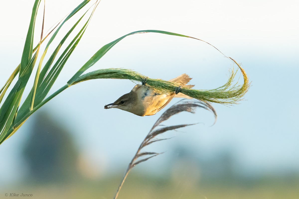 Great Reed Warbler - Kike Junco