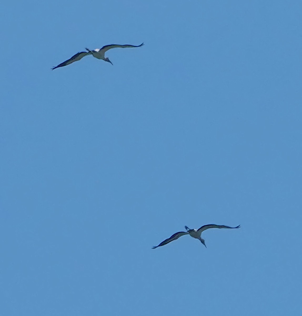 Wood Stork - ML609065163