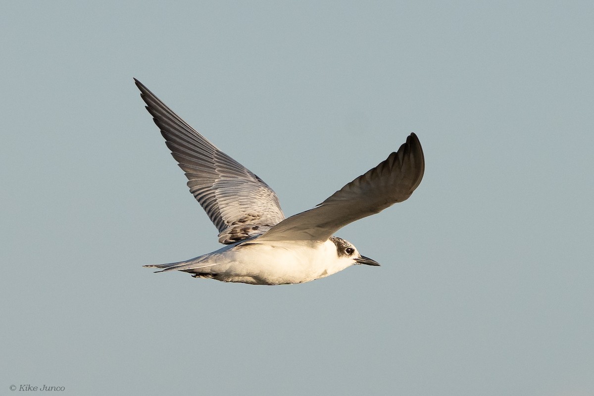 Whiskered Tern - Kike Junco