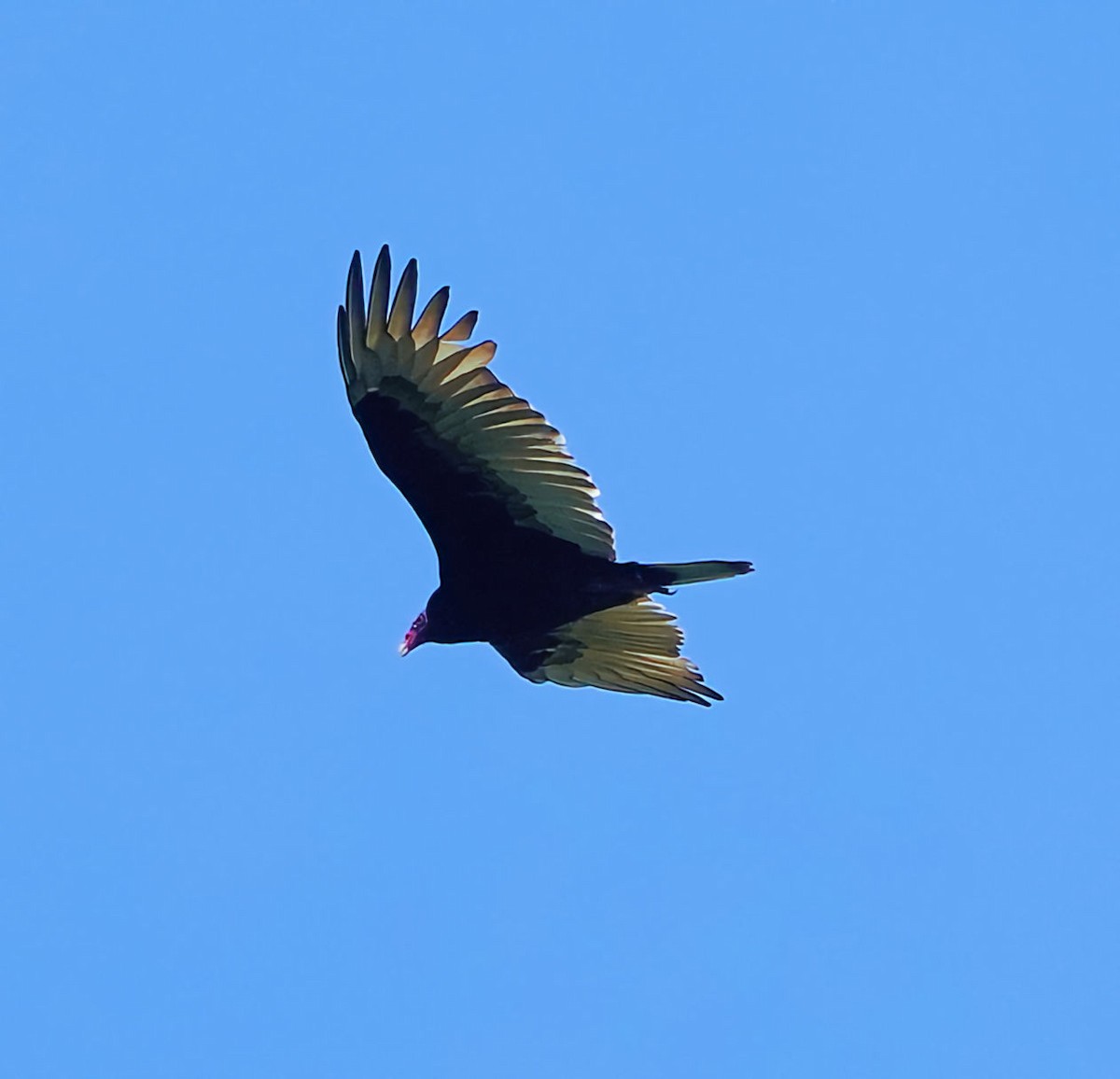 Turkey Vulture - ML609065460