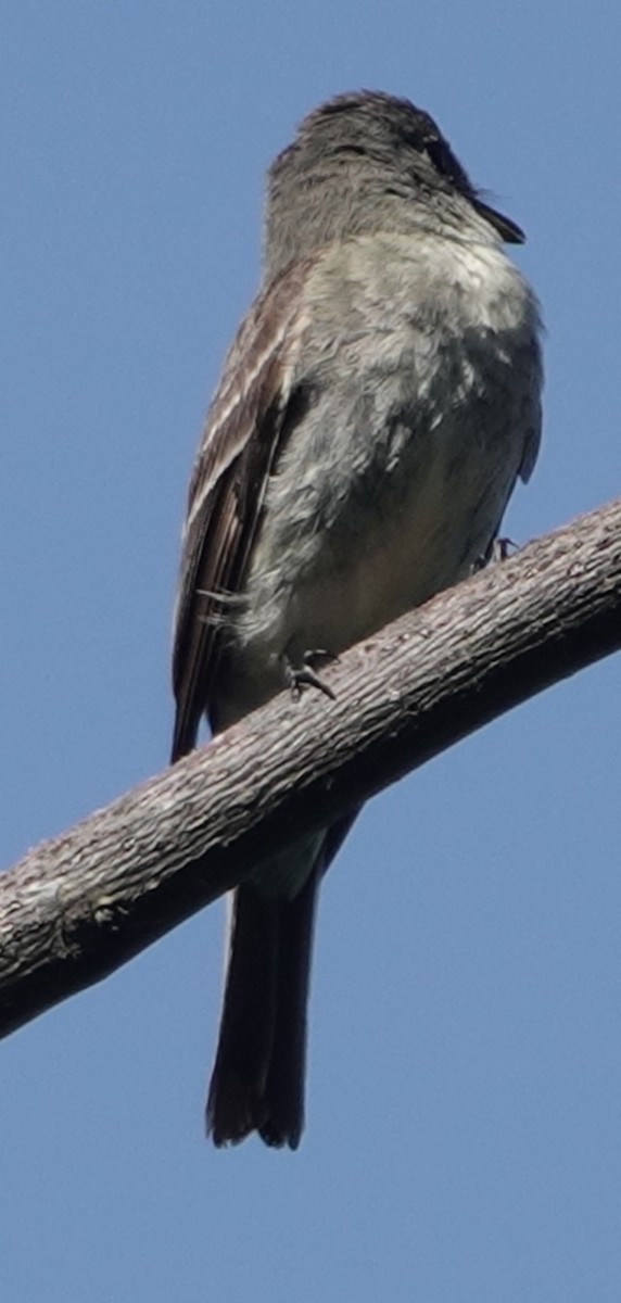 Eastern Wood-Pewee - ML609065542