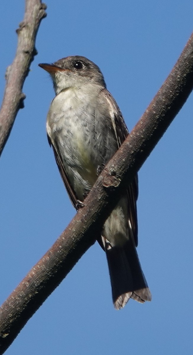 Eastern Wood-Pewee - ML609065543