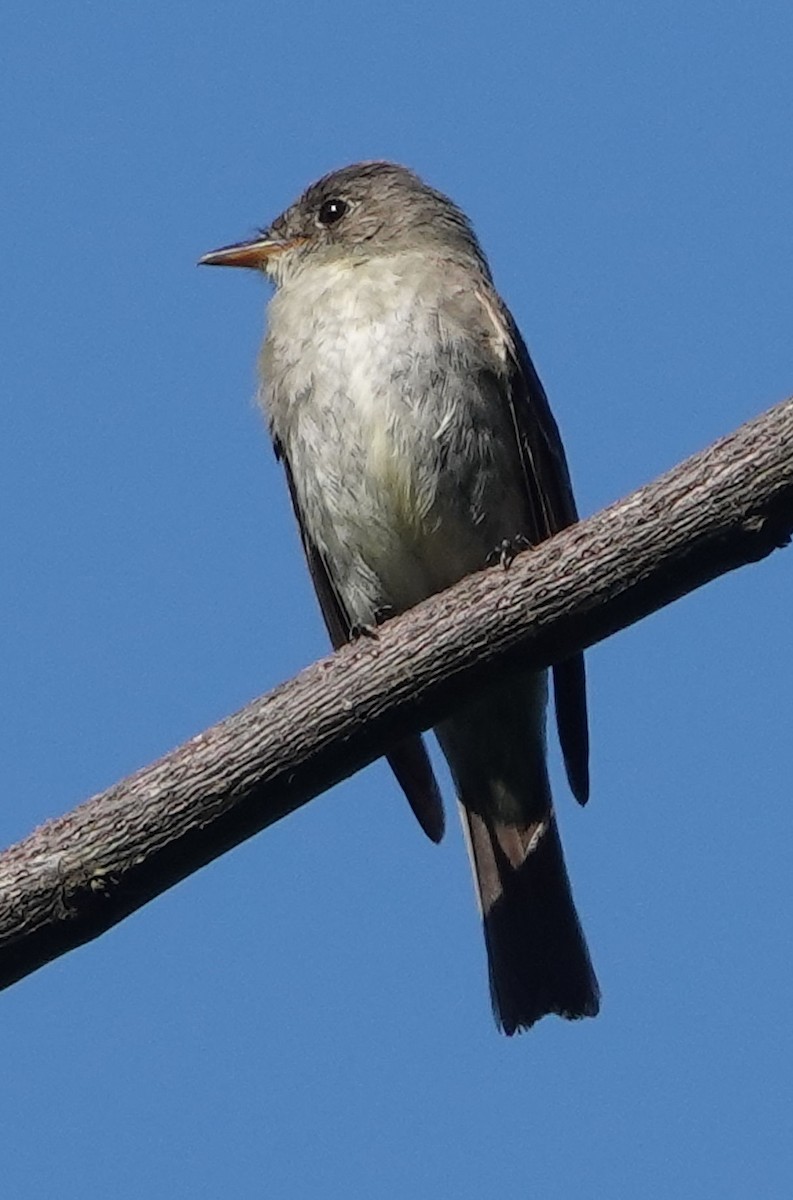 Eastern Wood-Pewee - ML609065545